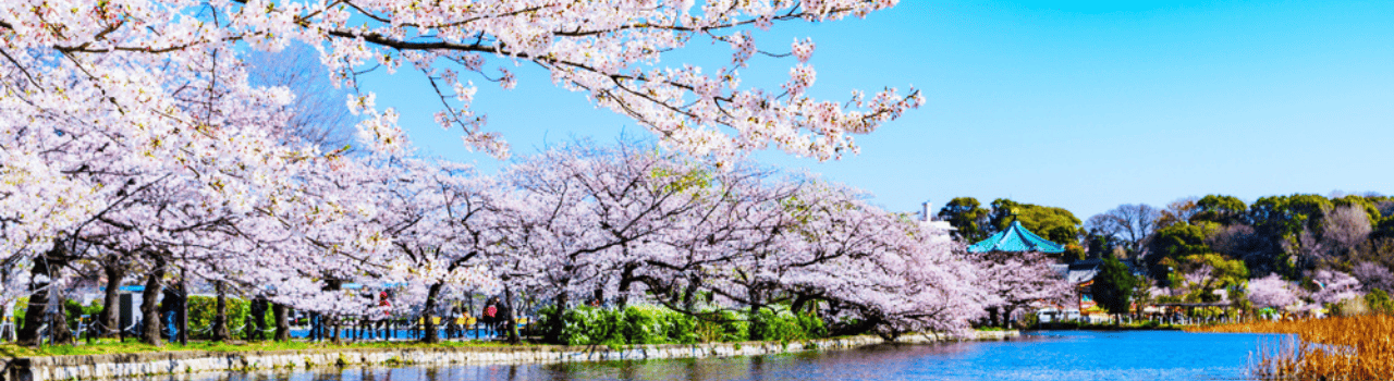日本 • 春季賞櫻浪漫之旅